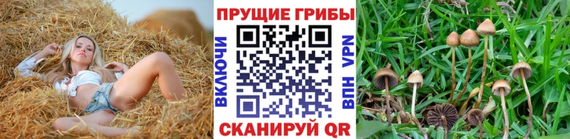 KRAKEN онион Ветлуга Галлюциногенные грибы Magic Shrooms